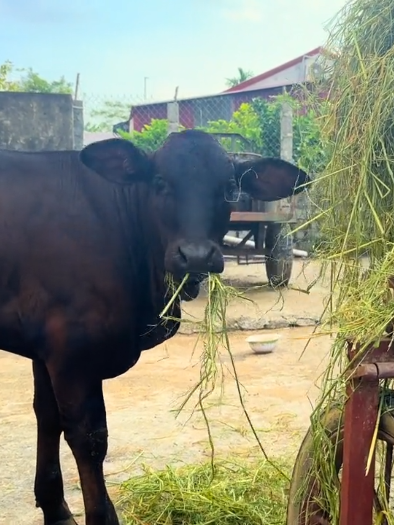 Seri #video cuộc sống thường ngày của các gia đình quê tôi #giadinh #nôngthôn #quêhươngtôi #quehuong #trending #thịnhhành