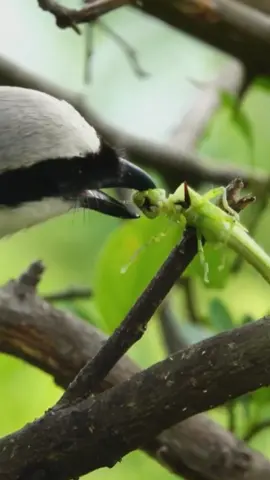 Shrike bird and it's prey #birds #nature #nest #wildlife #viralreels #foryou #birdslife #birdslover #foryou #fyp 