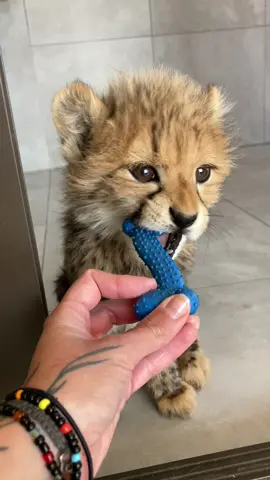 It was a love bite nibble, he is still the sweetest boi 🥹  #cheetah #animalcare #southafrica #catsoftiktok 
