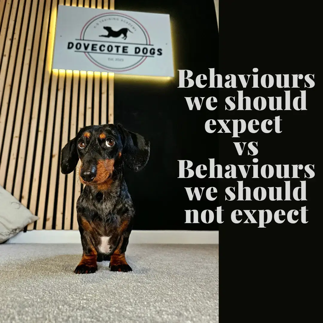 When it comes to our dogs showing or performing certain behaviours, you may hear some trainers say that they EXPECT certain behaviours.  The problem with this is that the vast majority of behaviours these trainers EXPECT are not natural or instinctive to the dog. This then makes it incredibly unfair on the dog to expect them to happen naturally.  Instead, we can only expect natural and instinctive behaviours to happen, and all other behaviours need to be trained and taught so the dog clearly understands what it is we are asking of them 😀 #foruyou #fyp #dogtrainer #DogTraining #sausagedog #dachshund #dachshundsoftiktok 