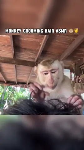 Monkey Grooming Hair ASMR  #asmr #grooming #monkey #asmrsounds #tinglyasmr #tingly #tingles #hairmassage #headmassage #relaxingvideos #fyp #foryoupage 