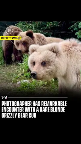 Keep watching to see 🐻 Photographer captures an incredibly rare sighting of a blonde grizzly bear cub 😍 #RoadTo15Million #Pubity  (🎥 by @Dylan The Grizzly Guy)