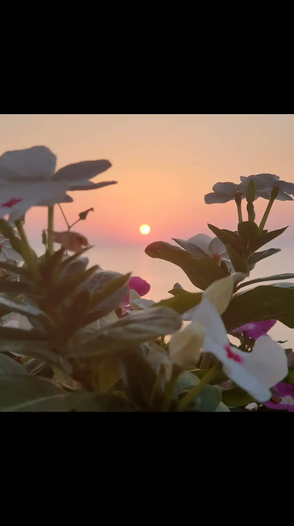 Rodi Garganico TRAMONTO TRA I FIORI #gargano #Love #natura #mare #tramonti #fiori #