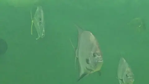 fishes. tutles even #awesomefuckingfish 