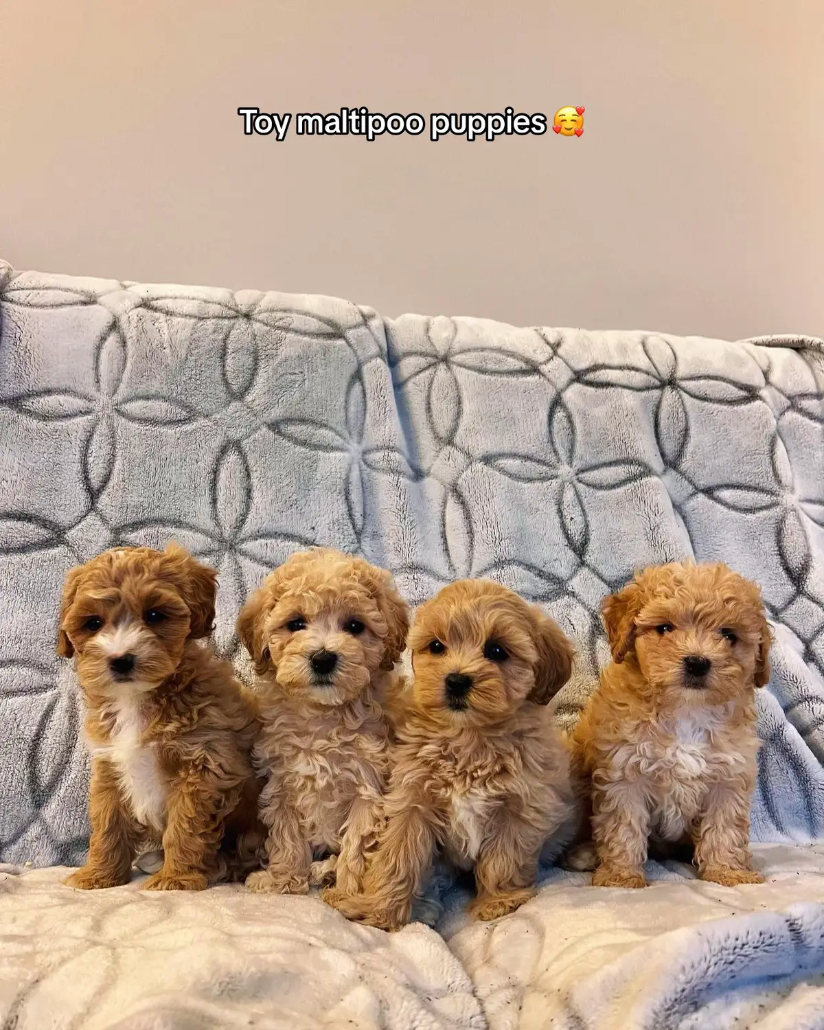 Message for info! #toypoodle #maltipoo #maltese #poodle #toymaltipoo 