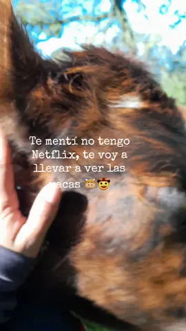 #deturanchoamirancho #tementinovamosavernetflix #ganaderiacolombia #campo 🐮🫶🤠