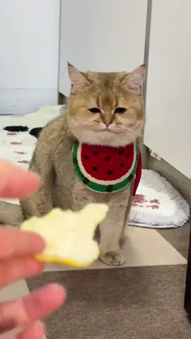 What's wrong #cat #cute #funnyvideos #funny #catsoftiktok #fyp 