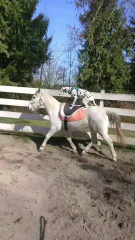 POV: You're an anxious fur mom, who has spent years training your dog and horse to ride together because it was cute and then they turned out to love it, and this is your internal monologue 🫣🤩😮‍💨 #captainandlevi #puppiesandponies #dogsandhorses #dogsridinghorses #incredibleanimals #tricktraining #libertywork #positivereinforcement #DogTraining #horsetraining #equestrian #farmdog #dogtok #dogsoftiktok #horsetok #horsesoftiktok  #dalmatian #arabianhorse #dogmom #horsegirl  #cute #Love #wow #fyp 