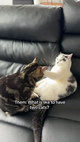 Real fun begins when you adopt the second cat 🙊 Content idea by bailie333 on tiktok. #catsoftiktok #catfight #catlover #FelineDreams #cattok #catlifestyle #lifewithcats #fyp #fypシ #catstuff #catdrama 