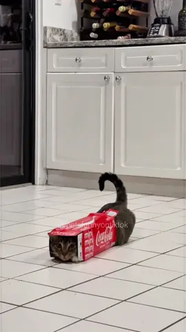 Does your cat play like that!📸😻 #cat #catsoftiktok #catlover #funny #funnyvideos #foryou #fypage #fypツ #funnycat #funnytiktok #cats 