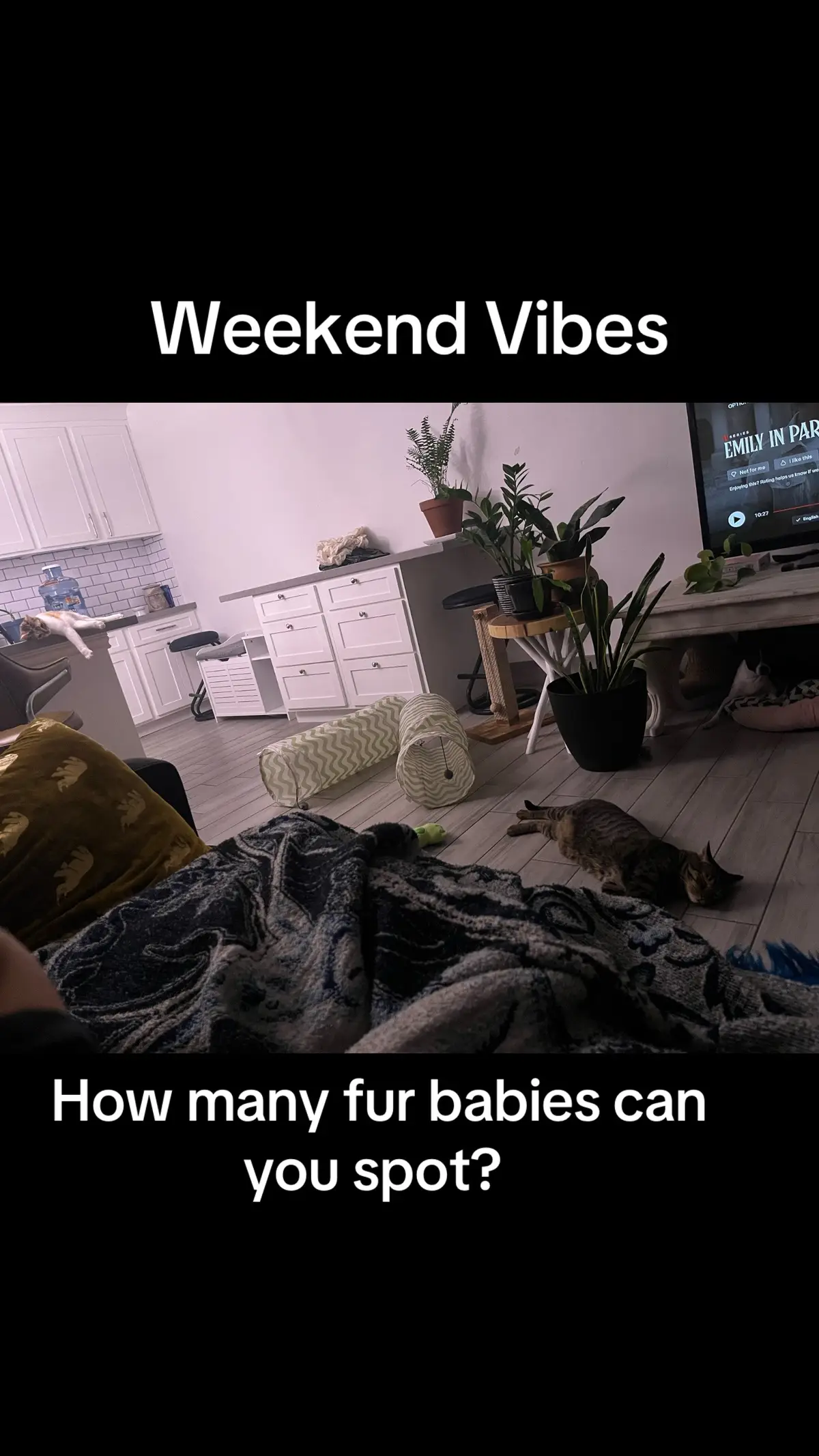 #adoptdontshop #catsoftiktok #dogsoftiktok 