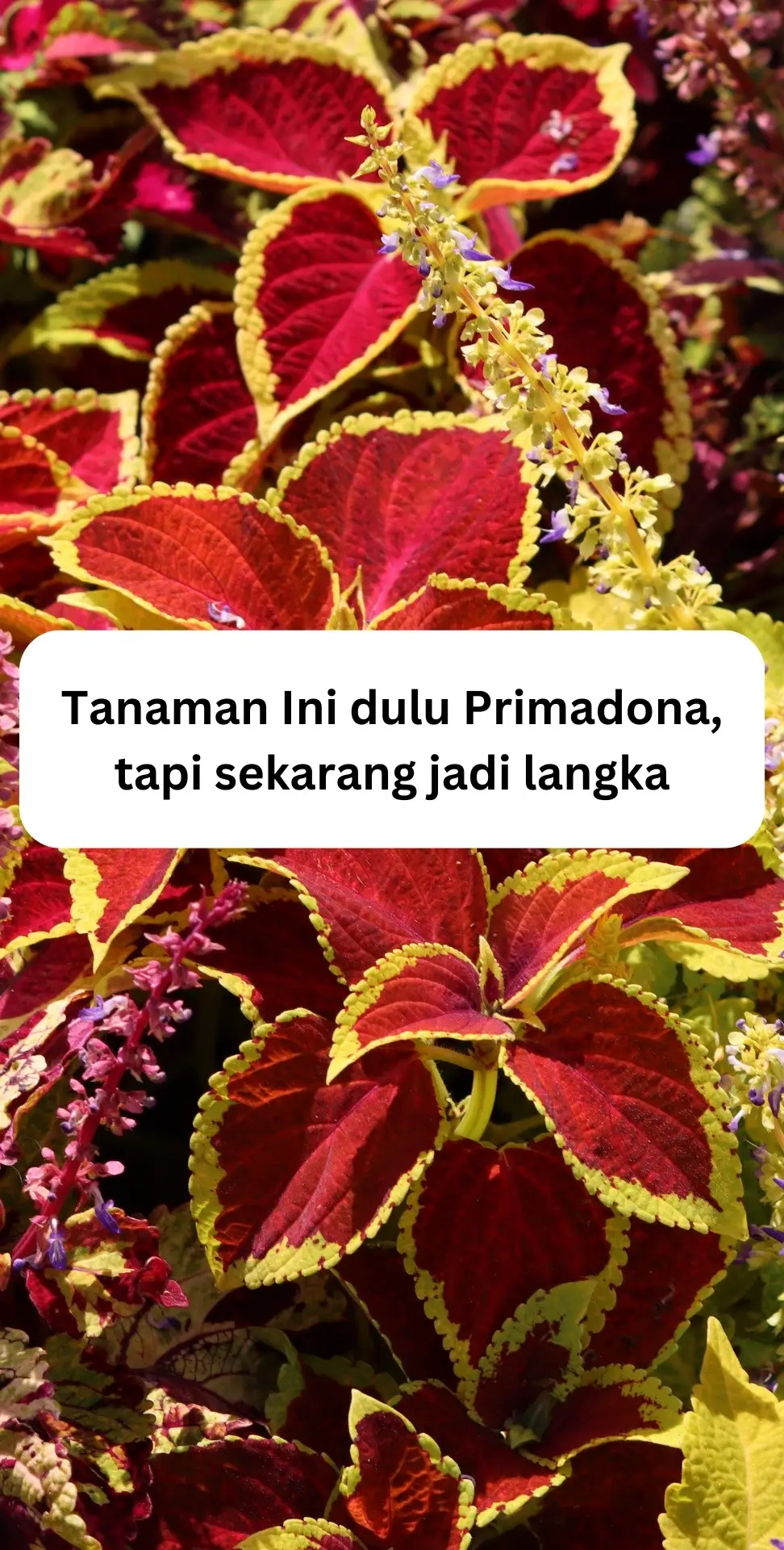 Gen Z tau tanaman ini kah ? 🤔 #infarm #infarmid #berkebun 