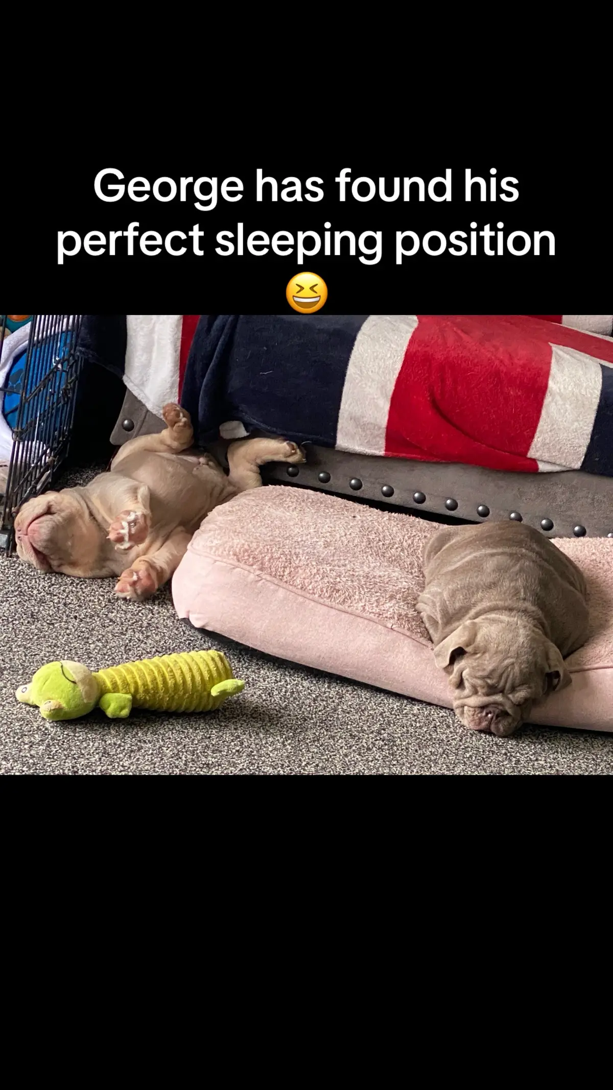 #roadto10k #dogpack #dogsoftiktok #dogtok #dog #animals #teamwork #fyp #bulldogsoftiktok #pet #foryoupage #animalsoftiktok #fypage #bulldog #cute #puppy #fypシ゚ @Megan's_Angels 