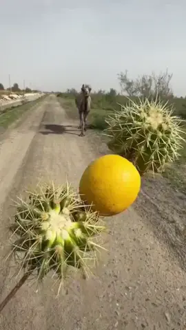 this camel’s reaction to being tricked into eating a lemon