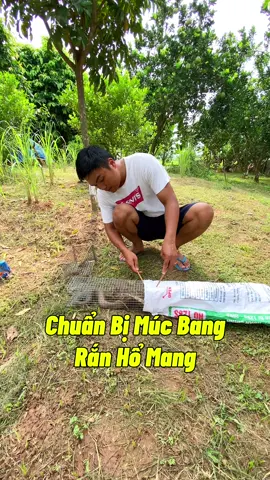 Quyết đinh múc bang rắn hổ mang và đặt lại lồng rắn vào chỗ cũ #phongmukk #xuhuongtiktok #xuhuong #Vlog 