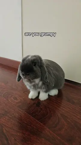 grumpy little gremlin 👹👹 . . . . . . . . . . . . . . . . had to use this sound from @✨Walter the Catt✨ it fits too damn well #fyp #bunny #stomping #his #feet #grumpy 