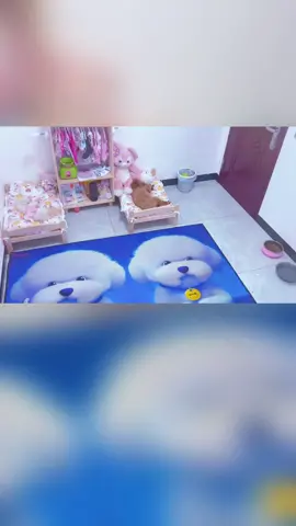 pipi's video will help everyone relieve stress after a stressful working day. Everyone, please join us for the next video #pipiandshanelle #petpipi #pets #petsoftiktok #cutedog #fpetstory #cutecat