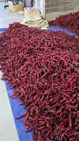 thu hoặc  ớt  ở  hàn 