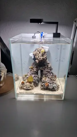 How to: Setting up a nano coral reef tank in a 20 liter aquarium using a white only freshwater led light #aquarium #reef #coralreef  #saltwateraquarium 