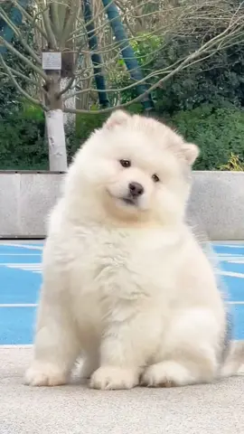 #puppy #tiktok #fyp #cute 