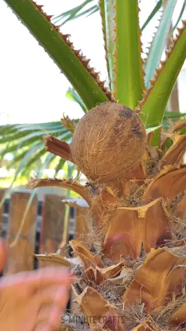 Converting a coconut into tiny fish house 🐟