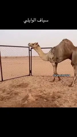 #هجن #الابل_عطايا_الله #الابل_عطايا_الله_عشاق_البداوة_🐪😍 #هجن_الاصايل #هجن_العاصفه #الابل #هجن_الرياسة #هجن_الشحانيه #قطر #الامارات #اكسبلور 