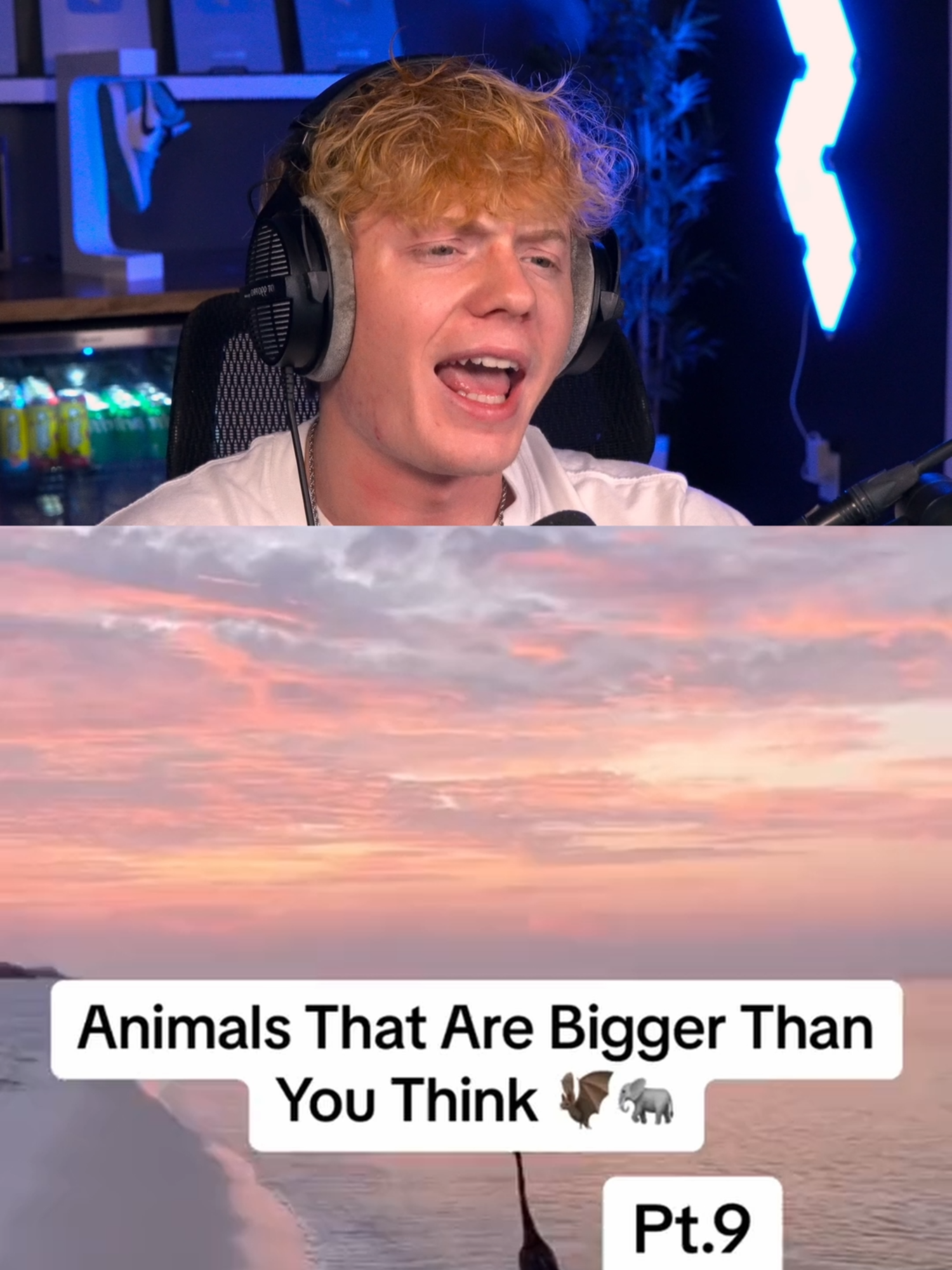 Animals That Are Bigger Than You Think! 😨#munson #munsonreacts #fypツ