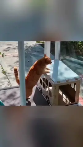 #cat #funny #fyp #foryou #catsoftiktok #funnycats #tiktok 