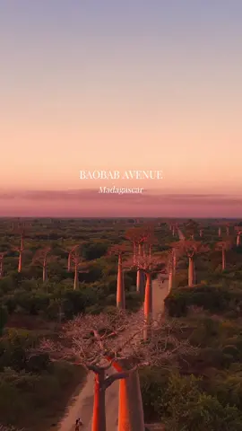 📍Baobab Avenue: Madagascar's number one golden hour spot. 🌅  Ready to add this country to your bucket list? #madagascar #baobab #baobabtree #visitmadagascar #mymadagascar #TravelMemories #adventuretravel #roadtrip 