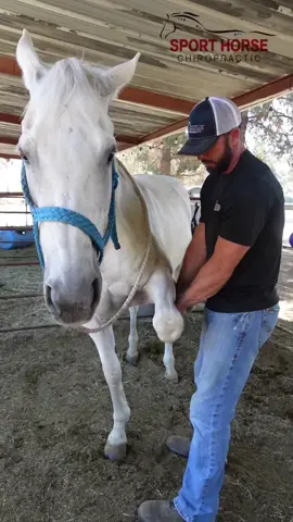 Shoulder abduction is so important for proper movement of your horse’s front end! Learn how to do this stretch and many others at SportHorseChiropractic.com! #horse #chiropractor #chiropractic #stretching #equine @wranglerwestern @Wrangler @Double-H Boots 