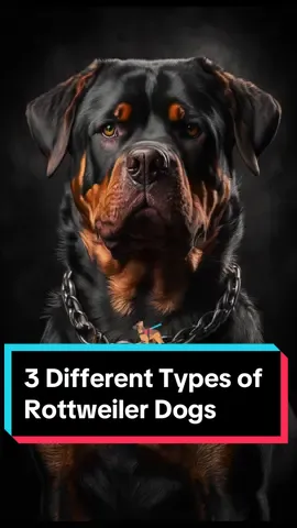 3 Different Types of Rottweiler Dogs  #viral #trending #dog #pet #dogsoftiktok #doglovers #rottweiler 