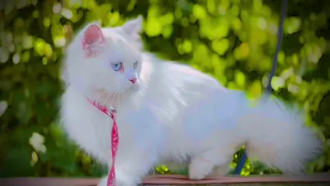 #CapCut #catlover #fam #catfam #catfortiktok #catforyourpage #cattiktok @HamziiRanjha👑 