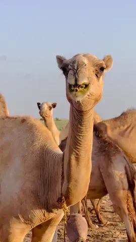 ماذا يسمى صوت الابل #ابل #مغاتير #بادية_السماوة #fyp #foryou #خيل 