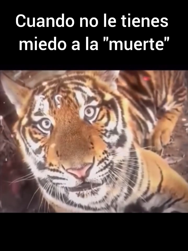 Tigres #tigre #tigres #tiger #felinos #felino #muerte #miedo #valiente #fyp #fypシ 