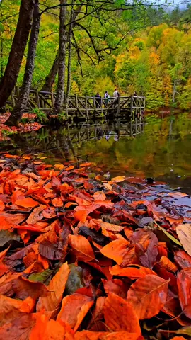 sonbaharın başkenti Bolu yedigöller🍂🍁 sonbaharda beraber gitmek istediğin arkadaşına gönder👫 🧡💛 not: video güncel değildir!!! #bolu #yedigöller #sonbahar #autumn #göl #yağmur #sağanak #travel #nature 