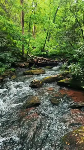 Nature Vibes in Georgia - Trahlyta Falls Spur Trail - Blairsville  #waterfall #waterfalls #nature #naturevibes #naturelove #naturelover #naturelovers #calming #positivevibe #peaceful #goodvibes #longwaydown #forest #forestvibes #photography #beauty #fyp #takeawalk #explore #trail #Hiking #hike #Outdoors #trails #lovetrails #positivevibes #natureisbeautiful #meditation #aestheticnature #timepass #lostworld #meditate #trailspinexplorer  #HiddenGems #TikTokTravelCampaign 