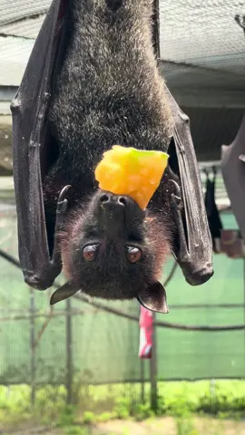 Fruit bats 🦇 love ❤️ melons 🍈🍉 (and lots of other fruits) 🍎🍐🍇🍌 #lubeebatconservancy #fyp #gainesville #florida #lubee #nonprofit #bats #lubeebats #fruitbats #fypシ #flyingfoxes #cute #CapCutAmor #corazondemelon #CapCutAmor 
