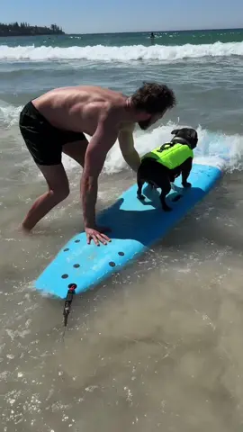 Cowabunga dude 🏄‍♂️ 🌊 ☀️  Life jacket from @StaffordshireBullTerrier1935®  #surf #surferdog #surfing #surfboard #beach #staffy #bluestaffy #dog 