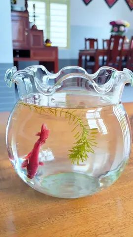 Chậu thủy tinh 🌷 #nuoica #thinhhanh #decor #viral #xuhuongtiktok 
