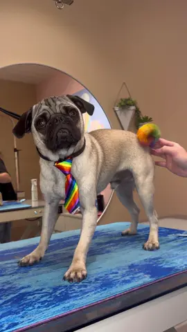 Serving face and tail 🙈 . #doggrooming #pug #dogs #dogs 