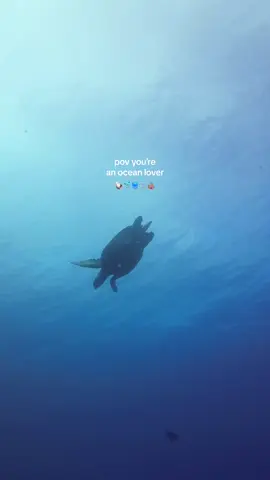 My favourite place 🫰🏼 #ocean #scubadiving #oceanlife #underwaterworld #islandlife #travel 