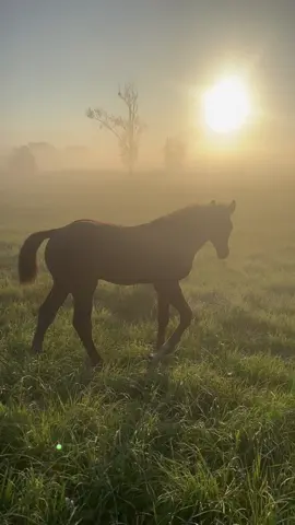 ☀️ Ein Stück heile Welt. ☀️ … das brauche ich heute… Habt einen großartigen Start in die Woche. #foal #fohlen #sunrise #sun #hack #ausreiten #blackbeauty #fy #fyp #trending #viral 