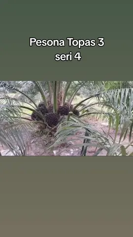 Pesona Topas 3 seri 4 vidio dari FB: Prayogi bertuah  #sawit #petanimilenial #tandanberduri #petanimuda #petanisawit #sawit #topas 