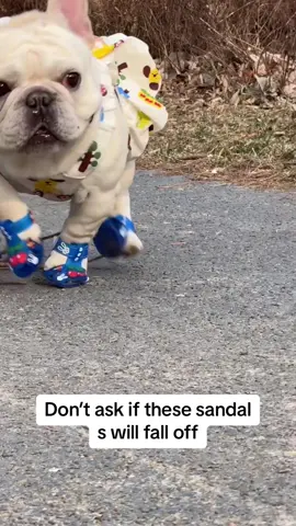 Your dog is deserving a pair of sandels #frenchie #frenchiesoftiktok #frenchiesoftiktok #englishbulldog #dogshoes #dogvideo #puppylove #puppies #pets #PetsOfTikTok #puffpetshop 