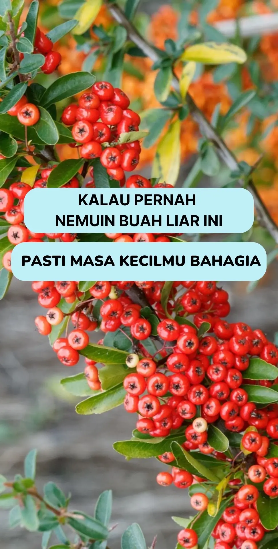 Gen Z pernah makan buah ini gak? 🤔 #infarm #infarmid #berkebun 