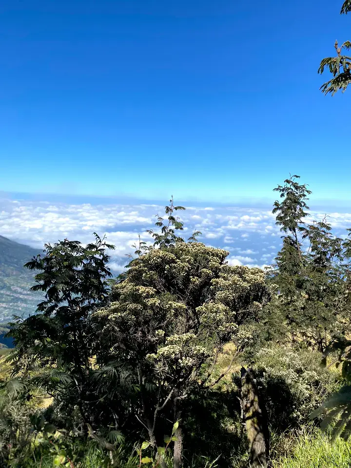 #walpaper #bungaedelwies #merbabumountain #fyp #beranda 
