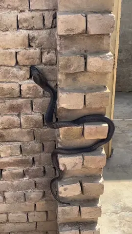 #cobra #kingcobra #kalasaanp #newvideo #viralvideos #foryou #foryoupage 