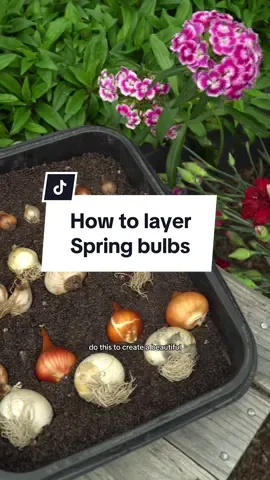 Want a long-lasting Spring display? Here’s what you need.. 🌷✨ #gardentok #containergarden #lasagnaplanting #bulblasagne #LearnOnTikTok #howto #envii 