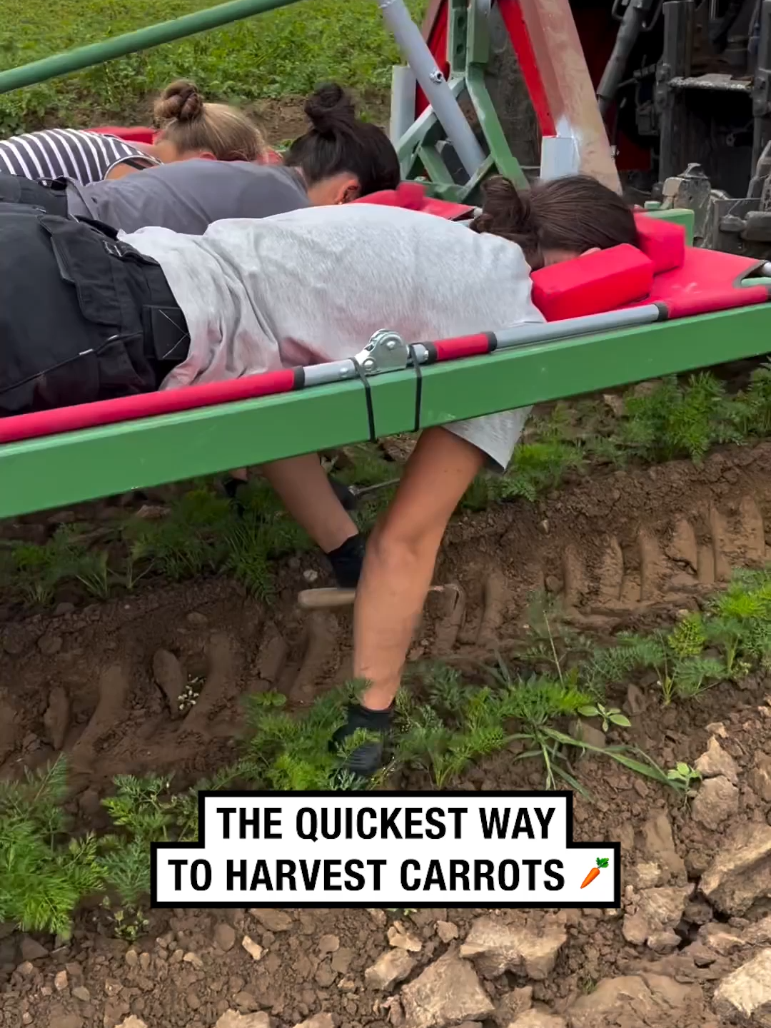 Work smarter, not harder! 🫡👏 🎥 biohof_hiss #UNILAD #farm #farmlife #farming #harvesting #harvest #carrot #hack #worksmarternotharder