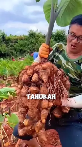 Budidaya umbi talas untuk pengganti makanan pokok yaitu beras  #fyp #trending #viral #reels #shorts #vod #fbpro #facebookpro #pemula #pertanian #agriculture #farming #perkebunan #kebun #gardening #garden #harvesting #umbitalas #talas #ubitalas #berkebun 